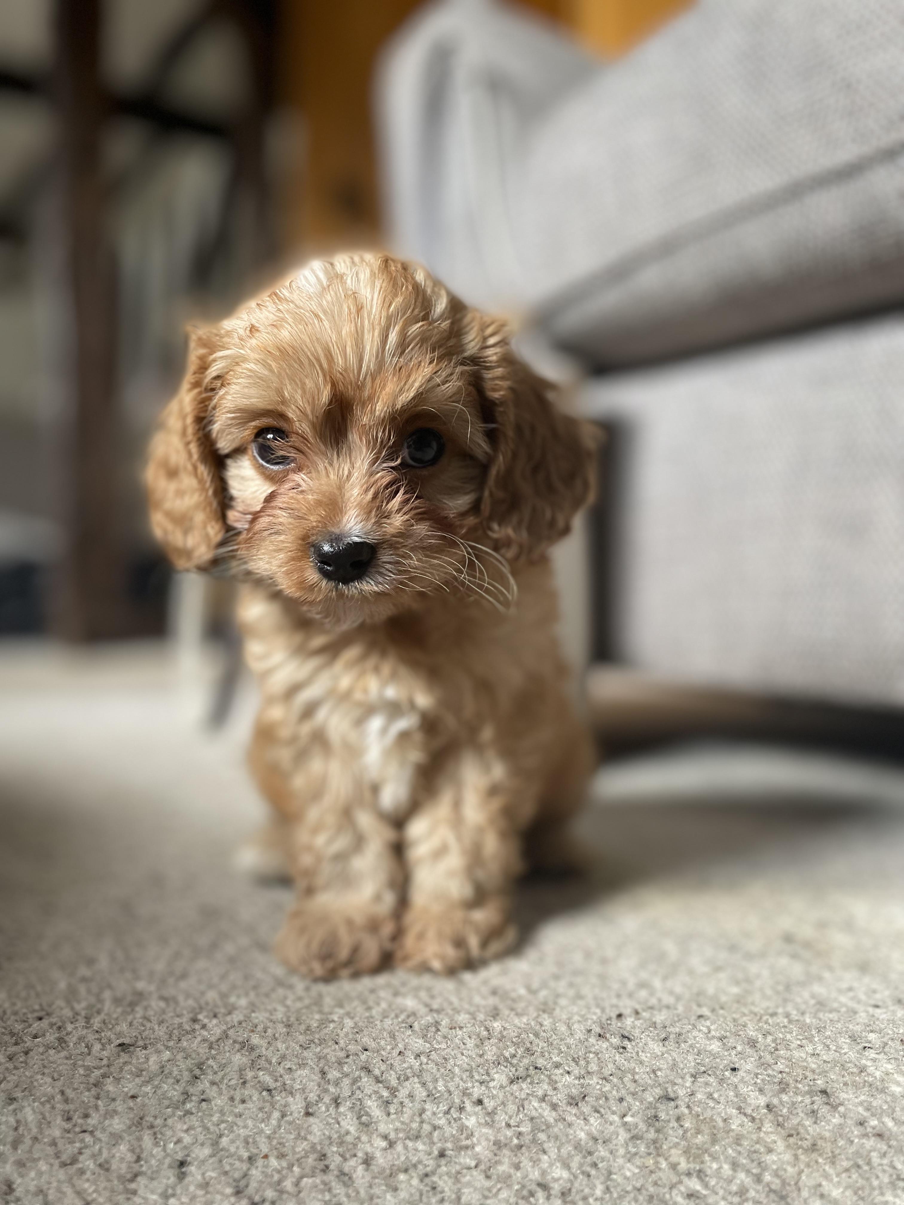 Meet Dexter!